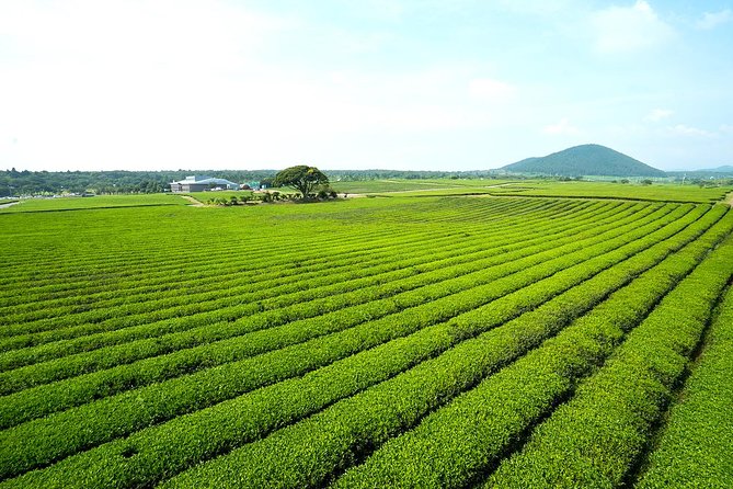 10day Small Group Discover Korea Tour : History, Food and Culture - Days 4 and 5: Gyeongju and the Silla kingdom