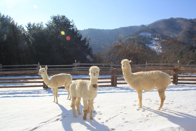 Alpaca, Nami, Eobi with Rail Bike or Strawberry - Meeting the alpacas at Alpaca World