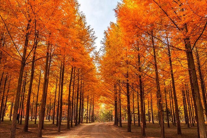 Alpaca, Nami, Petite Fr, Italian Village, Garden of Morning Calm - Nami Island: the day’s main walk