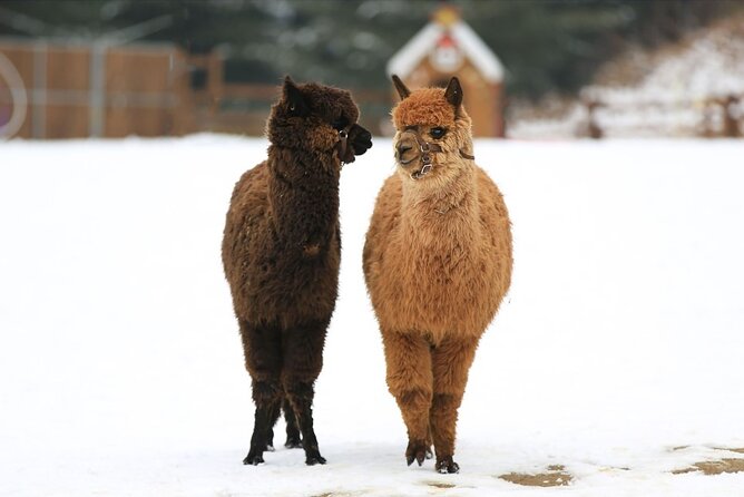 Alpaca World and Nami Island with Gangchon Rail Bike Tour - Alpaca World and close animal encounters