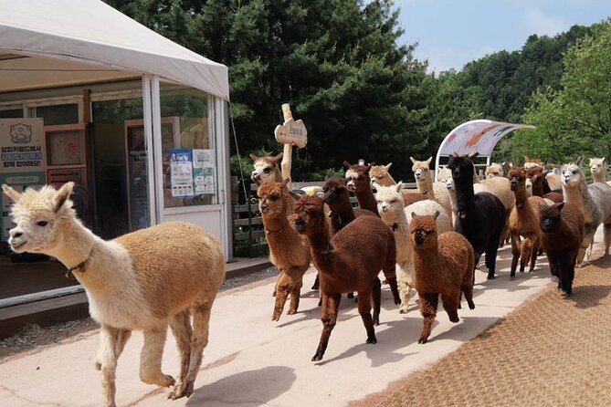 Alpaca World and Nami Island with Gangchon Rail Bike Tour - Gangchon Rail Park and the pedal-powered railway