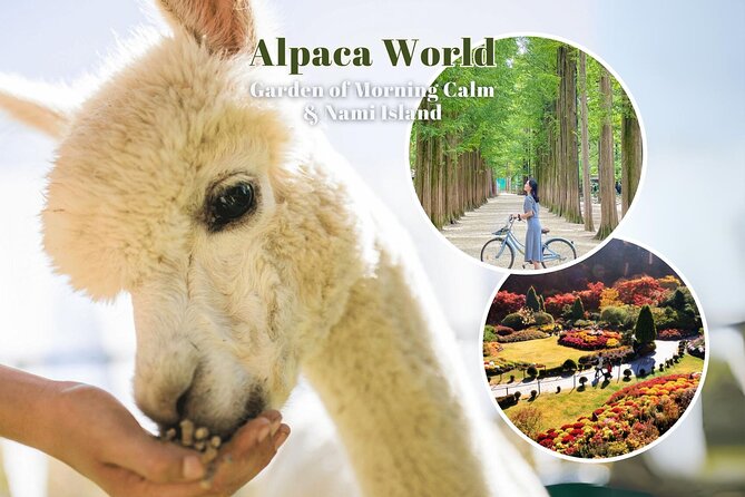 Alpaca World & Nami Island & Garden of Morning Calm One Day Tour - Three countryside sights from one Seoul pickup