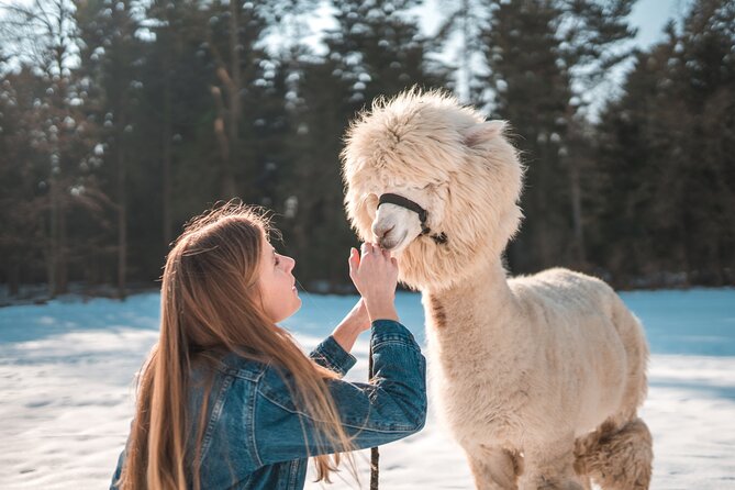 Alpaca World & Nami Island & Garden of Morning Calm One Day Tour - How tiring is this 10-hour outing?