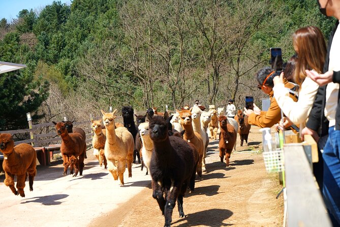 Alpaca World Tour with Nami Island (optional Railbike or Garden) - Guides and the quality of the day