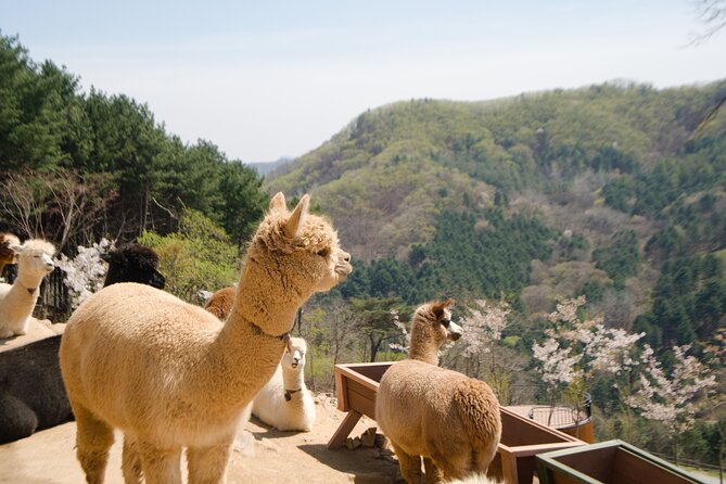 Alpaca World Tour with Nami Island (optional Railbike or Garden) - Alpaca World: 90 minutes with friendly animals
