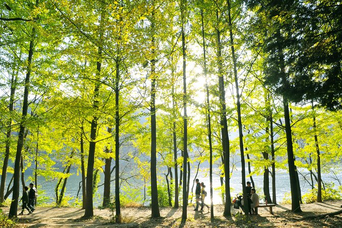 Day Trip to Nami Island with Rail bike and The Garden of Morning Calm - Who should book this day trip