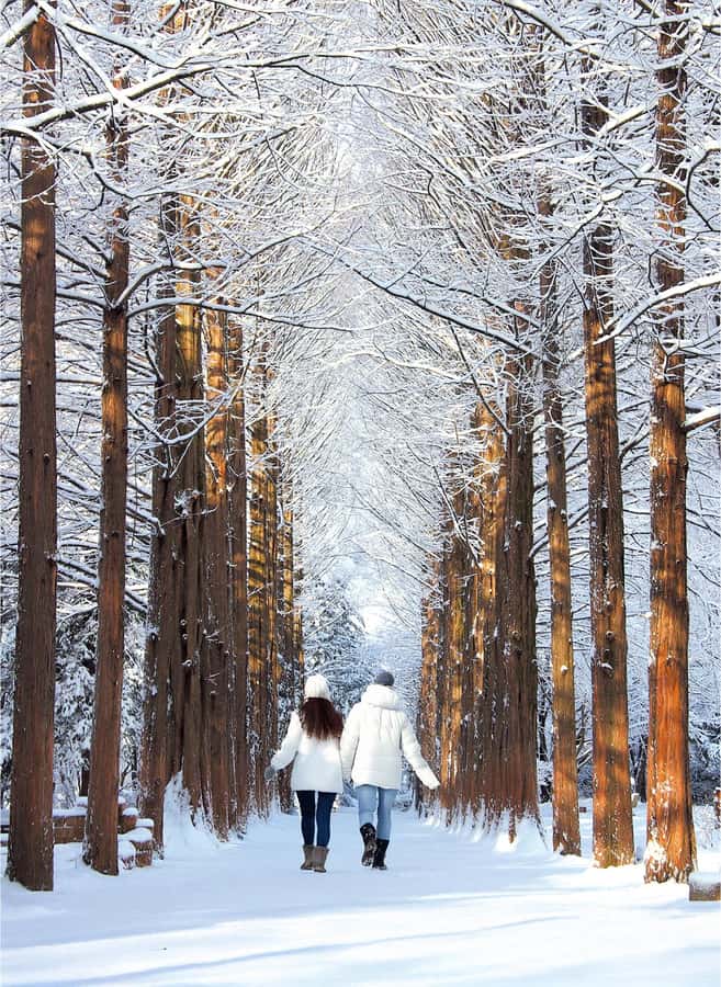 Eobi Ice Valley & Nami (+ Light Festival, Railbike, Alpaca) - Nami Island brings romance and breathing room