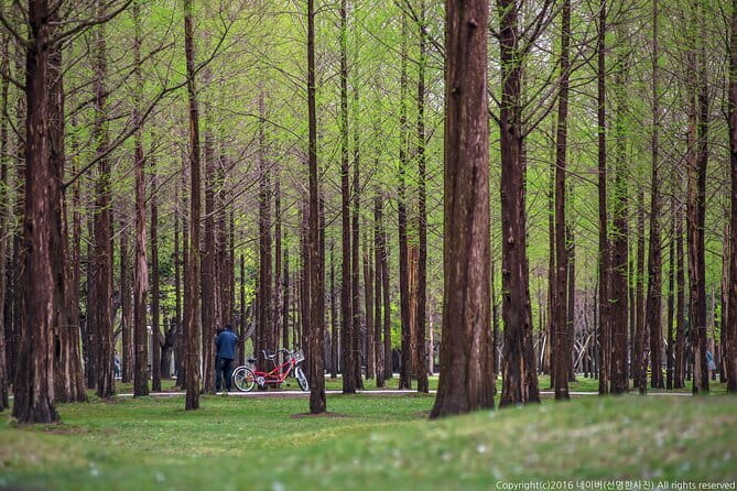 Eobi+Nami+Hanbok Tour with Rail Bike or Strawberry Option - Spending two hours on Nami Island