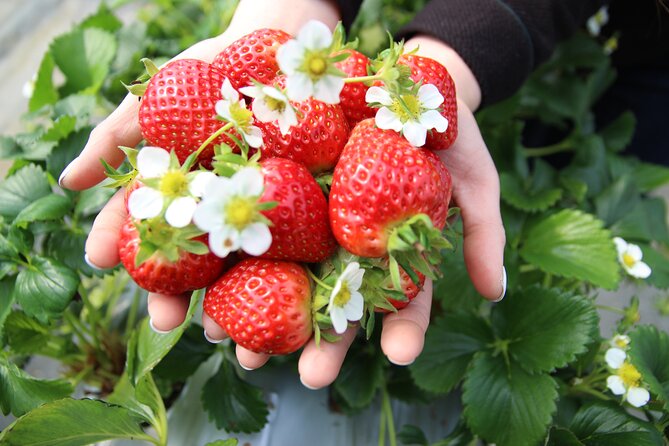 Eobi Valley(Winter), Strawberry, Nami Island & Railbike fr Seoul - Strawberry picking at Yangsu-ri