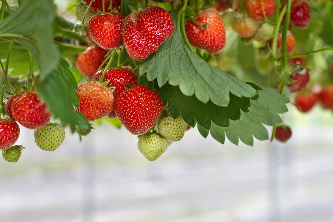 Eobi Valley(Winter), Strawberry, Nami Island & Railbike fr Seoul - Who should book this countryside outing