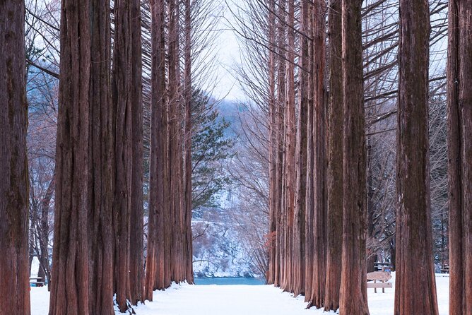 Eobi Valley(Winter), Strawberry, Nami Island & Railbike fr Seoul - Three and a half hours beneath Nami Island’s trees