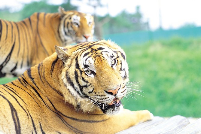 Everland Amusement Park with free-ride Ticket - Hotel pickup keeps the morning simple