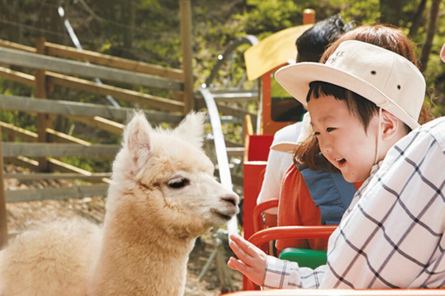 From Seoul: Full Day Trip to Alpaca Farm with Rail Bike - Practical value, timing, and small limitations