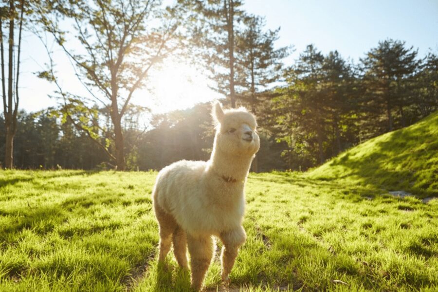 From Seoul: Full Day Trip to Alpaca Farm with Rail Bike - Gangchon Rail Park: 8.5 kilometers beside the river