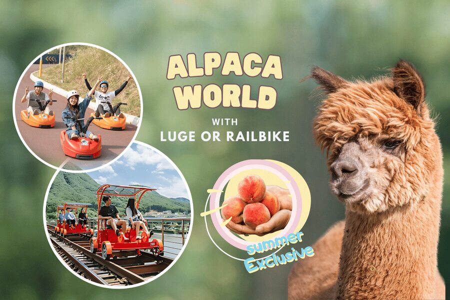 From Seoul: Full Day Trip to Alpaca Farm with Rail Bike - The final ride back to Hongik University