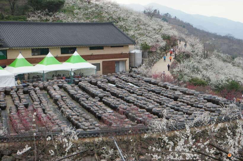 From Seoul: Korea Spring Cherry Blossom Day Tour - A spring day built around changing blossom seasons