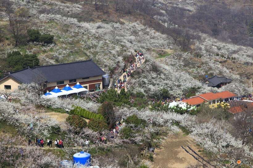 From Seoul: Korea Spring Cherry Blossom Day Tour - Gwangyang Maehwa Village and the first spring flowers