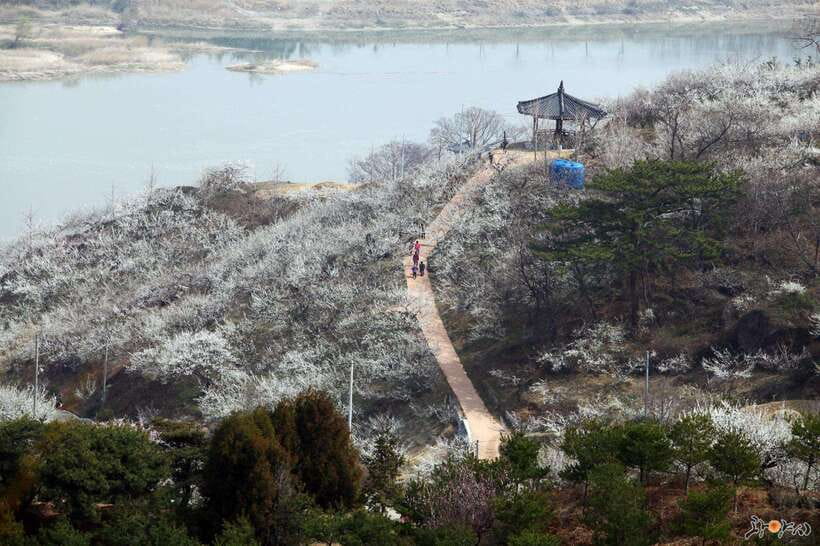 From Seoul: Korea Spring Cherry Blossom Day Tour - Maisan Mountain and its unusual twin peaks