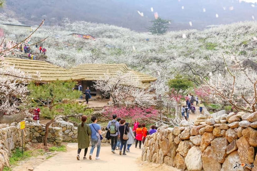 From Seoul: Korea Spring Cherry Blossom Day Tour - Donghaksa Temple framed by cherry trees