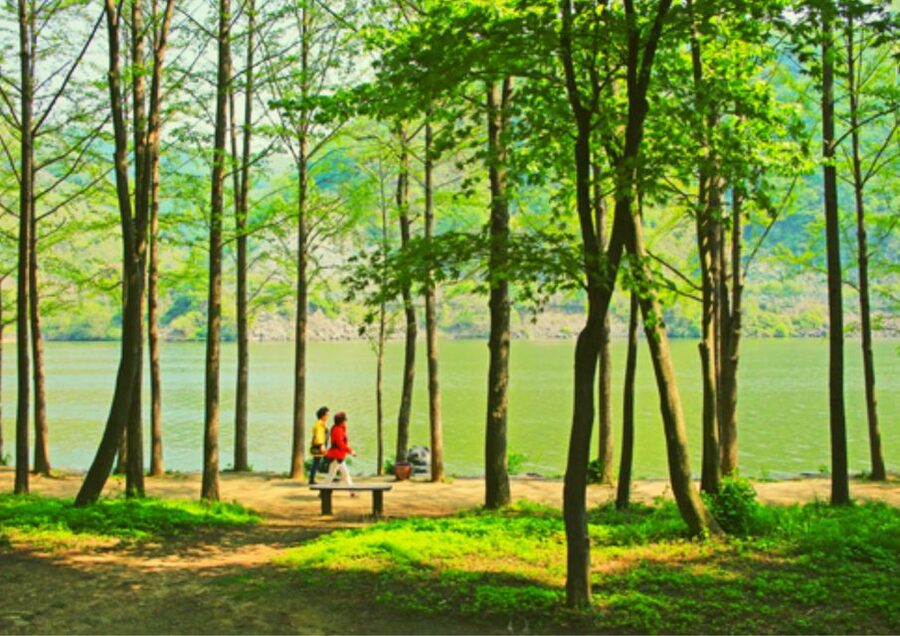 From Seoul: Nami Island, K-drama Garden & Rail Bike Day Tour - Private or small-group booking