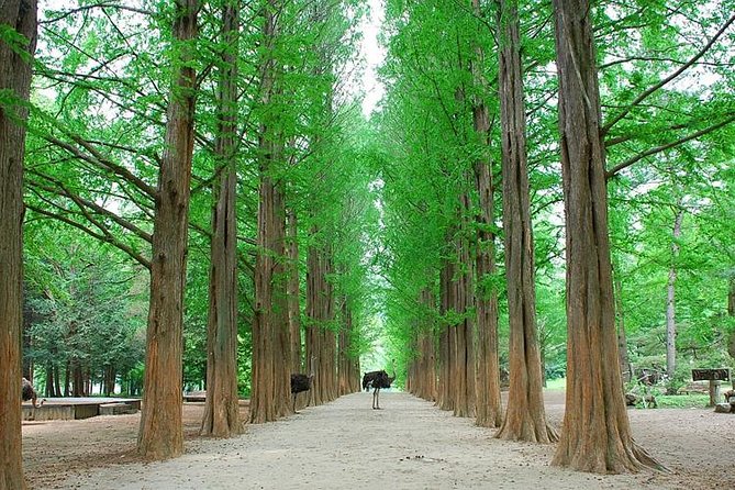 Full-Day Customizable Private Tour to Nami Island and surrounding Area - The Garden of Morning Calm is the strongest nature choice