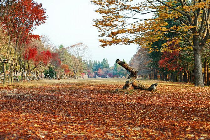 Full Day Private Tour Nami Island, Garden & Petite France - Lunch between the major sights