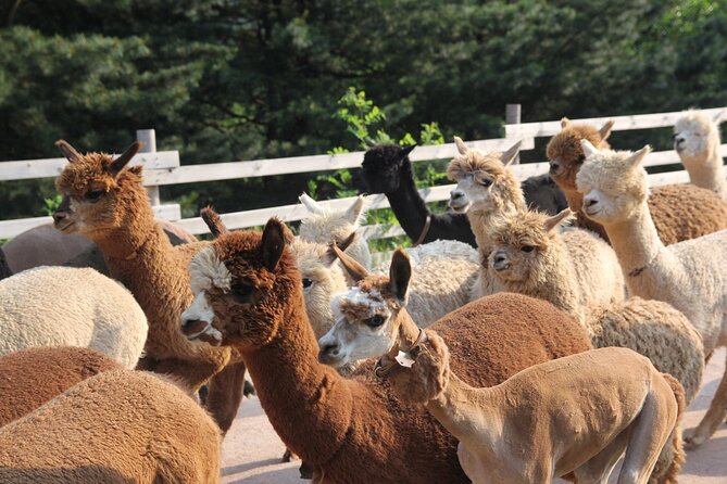Full-Day Tour in Mt. Seorak & Nami (+Rail Bike Option) - Nami Island’s tree-lined paths and romantic setting