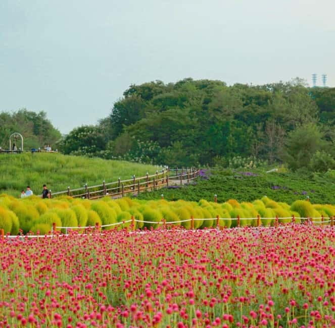 Hantan Canyon & Goseokjeong Flower Garden & Pink Muhly Park - Why Hantan Canyon Is the Main Event
