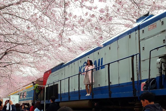 Jinhae Cherry Blossom + Busan Sunrise from Seoul - Why this Seoul to Jinhae trip is worth considering
