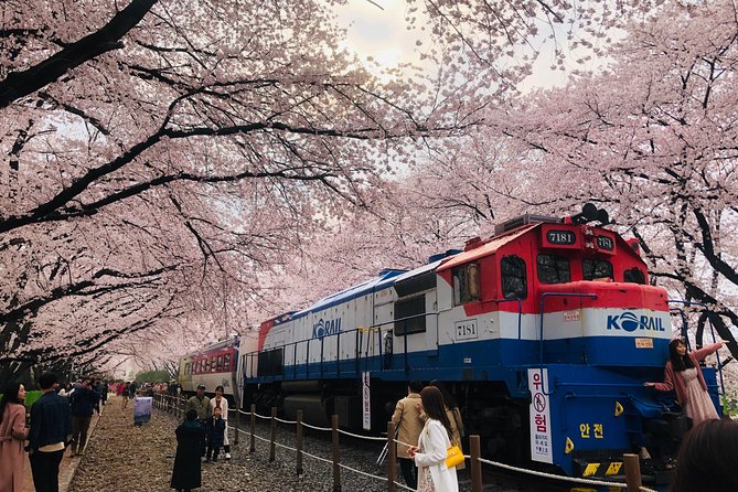 Jinhae Cherry Blossom + Busan Sunrise from Seoul - The transfer from Busan to Jinhae