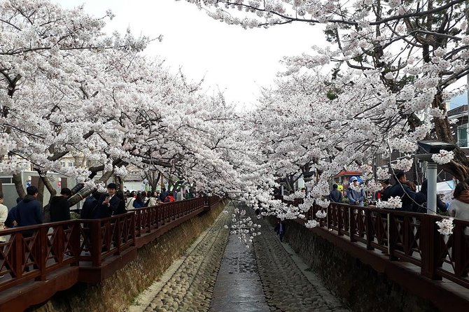 Jinhae Cherry Blossom + Busan Sunrise from Seoul - Yeojwacheon Stream, the first flower stop