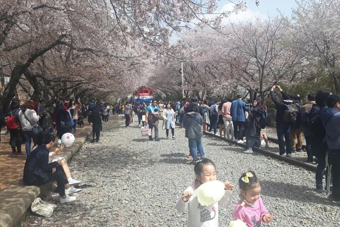 Jinhae Cherry Blossom + Busan Sunrise from Seoul - The long return to Seoul