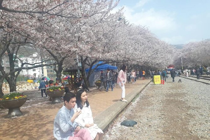 Jinhae Cherry Blossom + Busan Sunrise from Seoul - The overnight ride from Seoul to Haeundae Beach