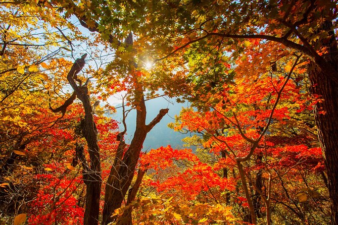 Naejangsan National Park Autumn Foliage One Day Tour from Seoul - Who will enjoy this tour most