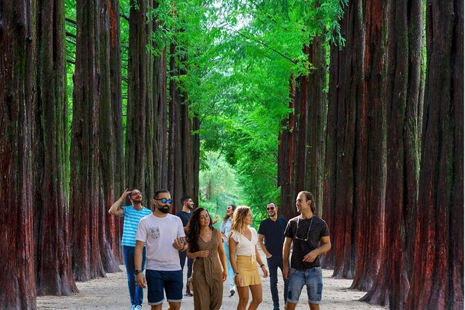 Nami Island & Garden of Morning Calm & Gangchon Railbike Tour - Starting from Hongik University Station