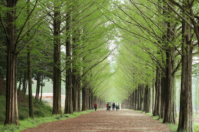 Nami Island & Petite France with Italian Village One-Day Tour - Meeting at Hongik Univ. Station