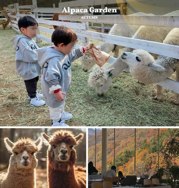 Nami Island, Railbike & Alpaca Garden Day Trip from Seoul - Key points to know before booking