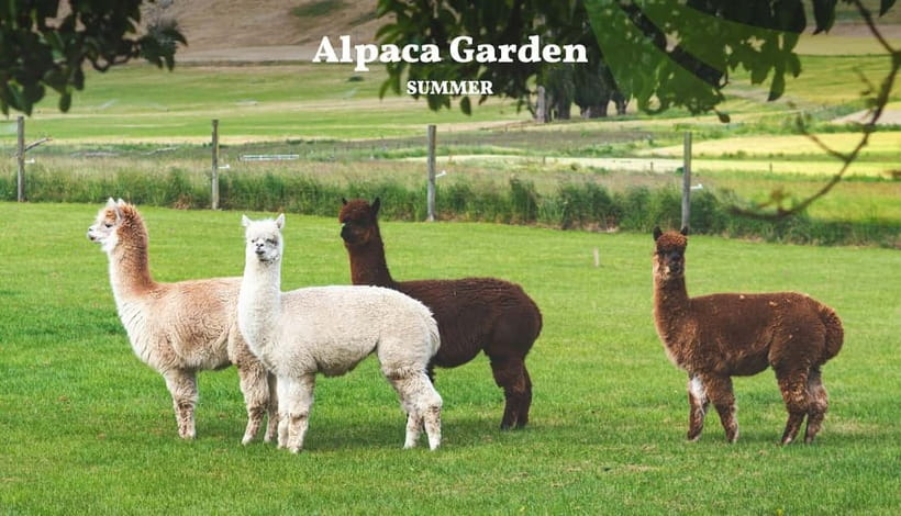 Nami Island, Railbike & Alpaca Garden Day Trip from Seoul - Why this Seoul day trip works