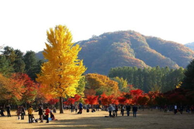 Nami & Maple Road & Theatre des Lumieres Day Tour from Seoul