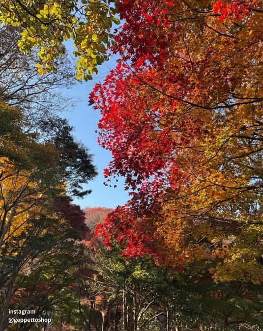 Nami & Maple Road & Theatre des Lumieres Day Tour from Seoul - Who should book this experience