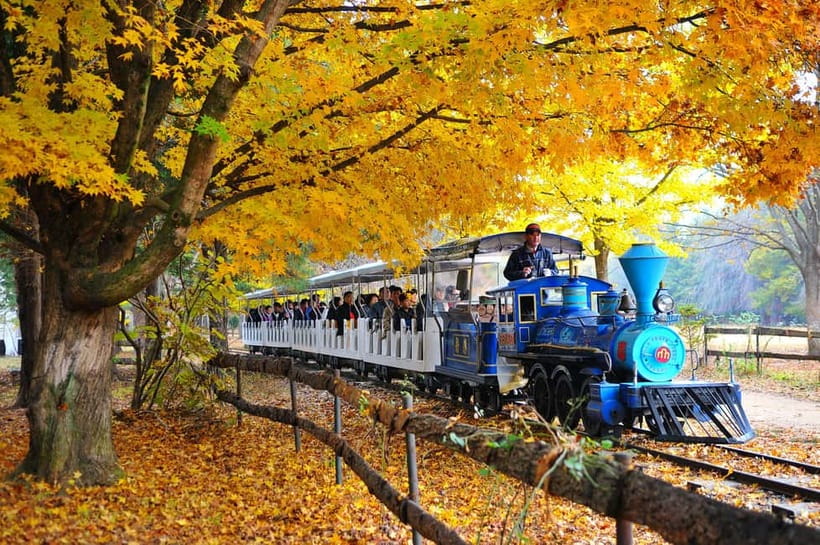Nami & Maple Road & Theatre des Lumieres Day Tour from Seoul - Practical details before you reserve
