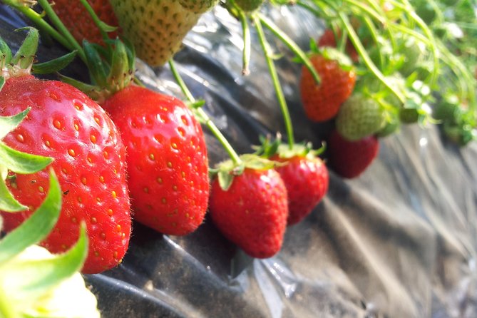 [Perfect Private Tour] Nami island, Petite France and Organic Strawberry Farm - Four hours among Nami Island’s tree-lined paths