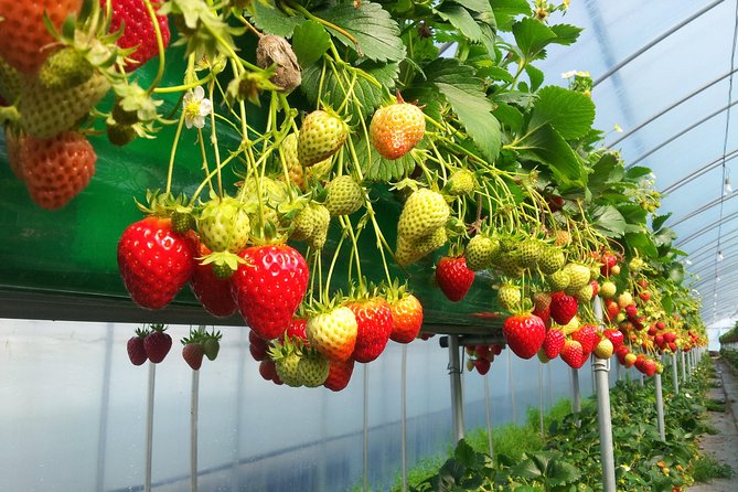 [Perfect Private Tour] Nami island, Petite France and Organic Strawberry Farm - Picking strawberries at Aram Berry Farm