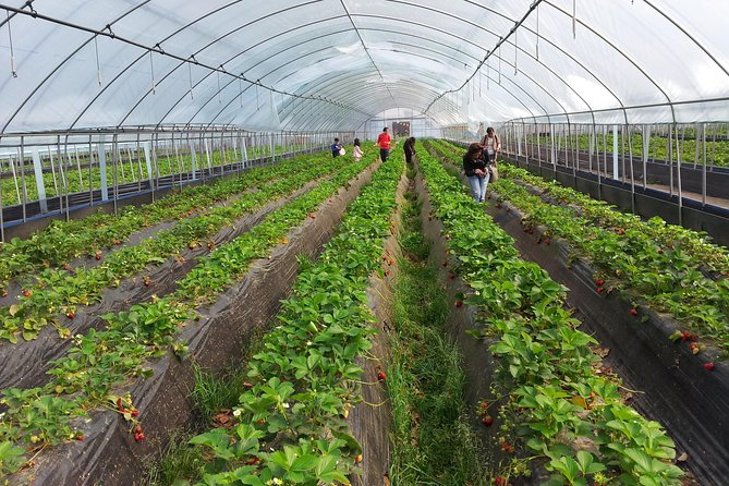 [Perfect Private Tour] Nami island, Petite France and Organic Strawberry Farm - What the private format really changes