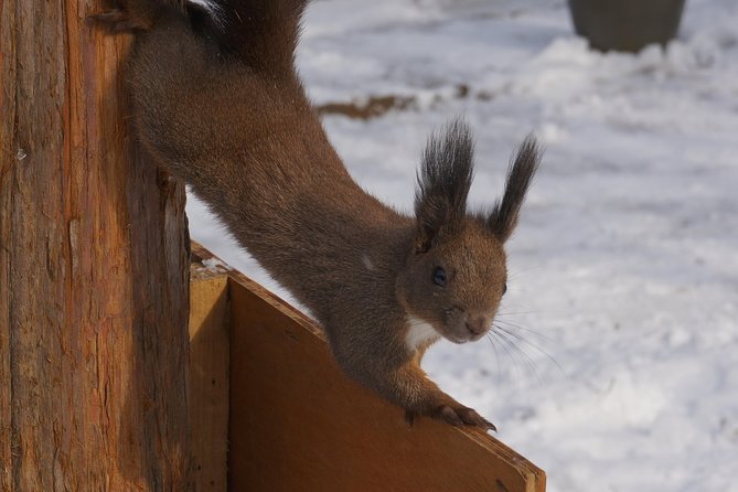 Private Tour: Nami Island& (Alpaca World 'or' Morning Calm)&Lunch - Who gets the best value at $226
