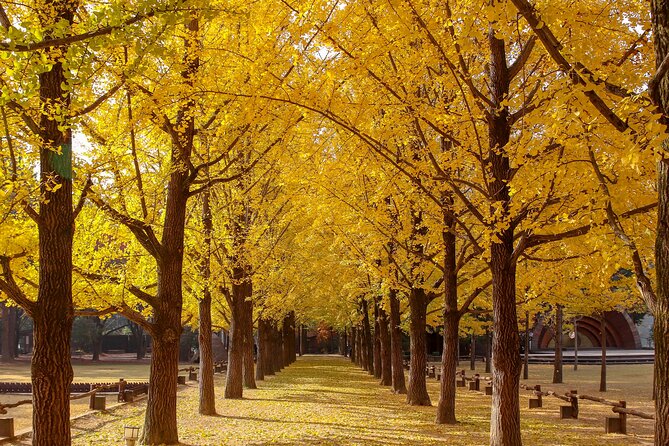 (Private tour) Nami Island + Railbike + Garden of morning calm - Timing, stamina, and the shape of the day