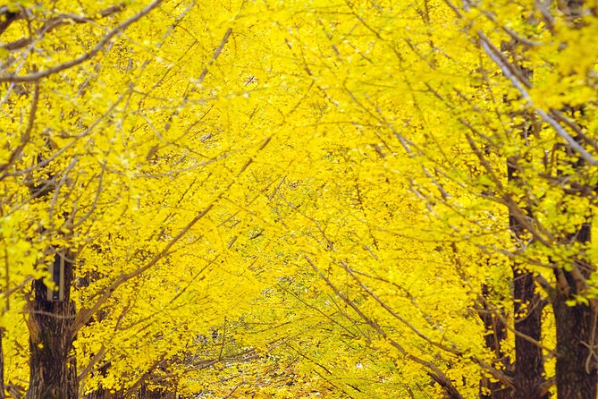Private Tour to Alpaca world &Nami Island& Railbike with Tickets - Why this countryside day trip works from Seoul