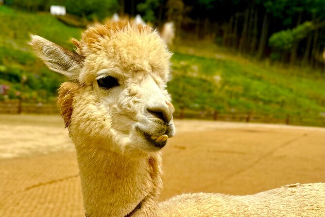 Private Tour to Alpaca world &Nami Island& Railbike with Tickets - Practical details before you book