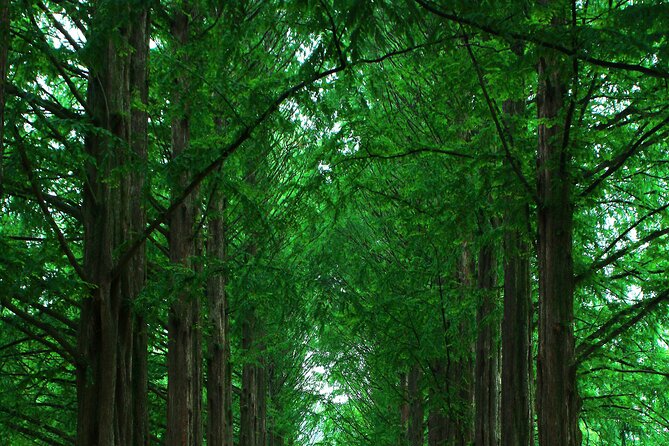 Private Tour to Alpaca world &Nami Island& Railbike with Tickets - Alpaca World, Korea’s forest farm