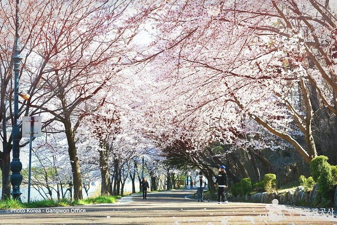 Seoraksan and Cherry Blossom Lake 1 day trip from Seoul - Shinheungsa Temple adds a cultural stop